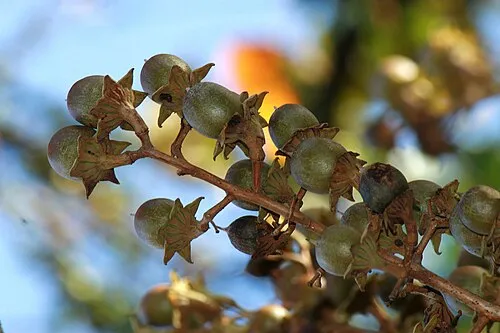 Hydration for blood sugar management