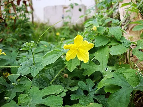 Food order strategy for blood sugar